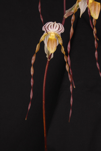 Paph. Mount Toro ‘Sunset Valley Orchids’